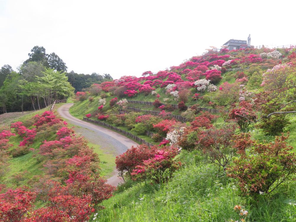 2025年5月4日（日）【開花状況　見頃過ぎ】入園料300円