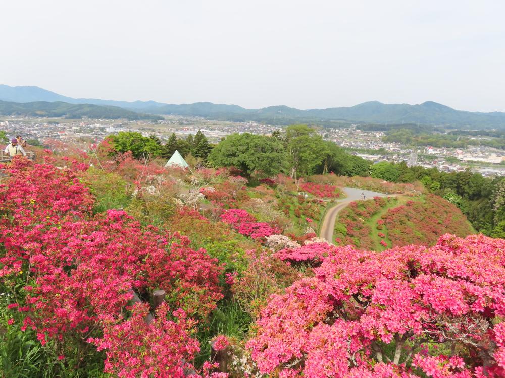 2025年5月5日（月）【開花状況　見頃過ぎ】入園料300円