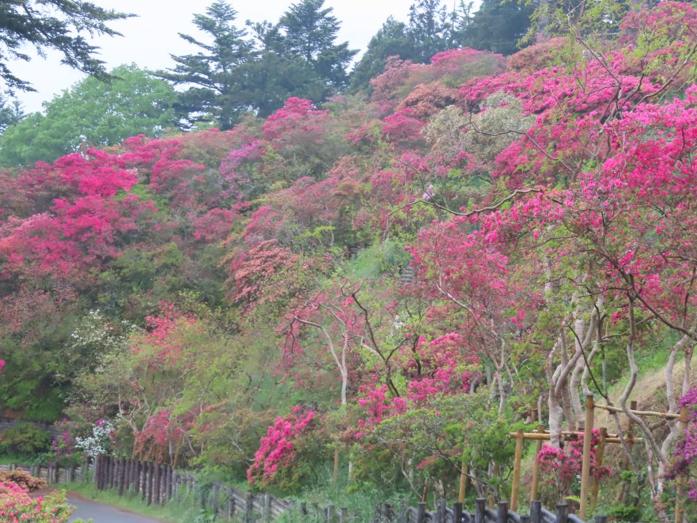 2025年5月6日（火）【開花状況　見頃過ぎ】入場無料