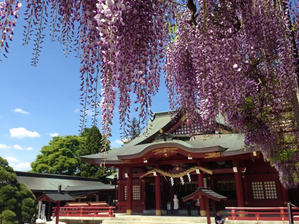 神社藤1