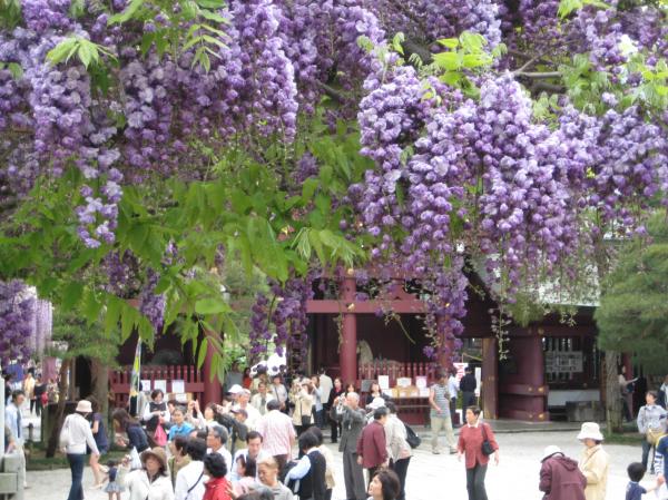 神社藤2