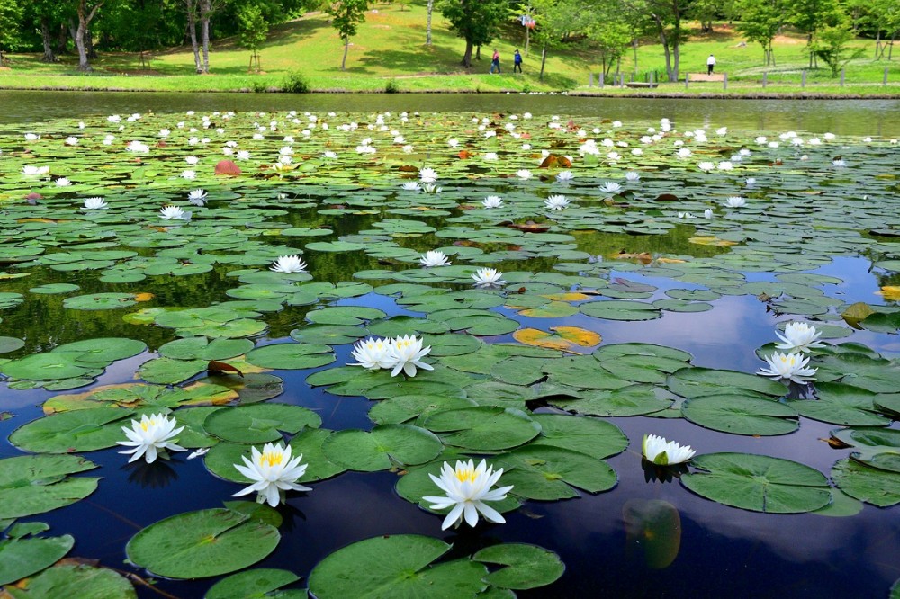 北山公園