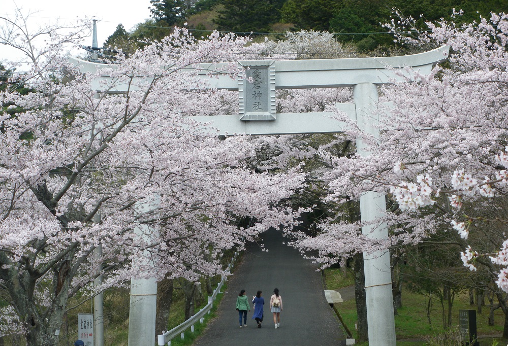 あたご山桜まつり