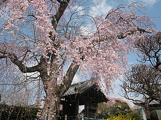 唯信寺