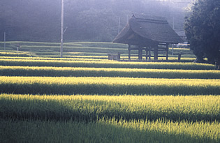 楞厳寺