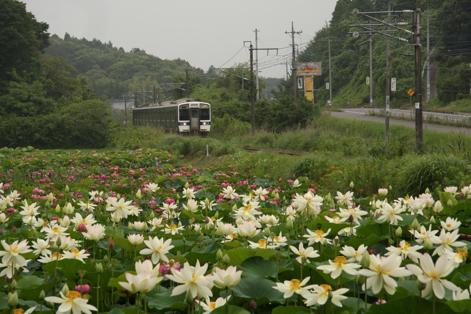 手越の蓮の花