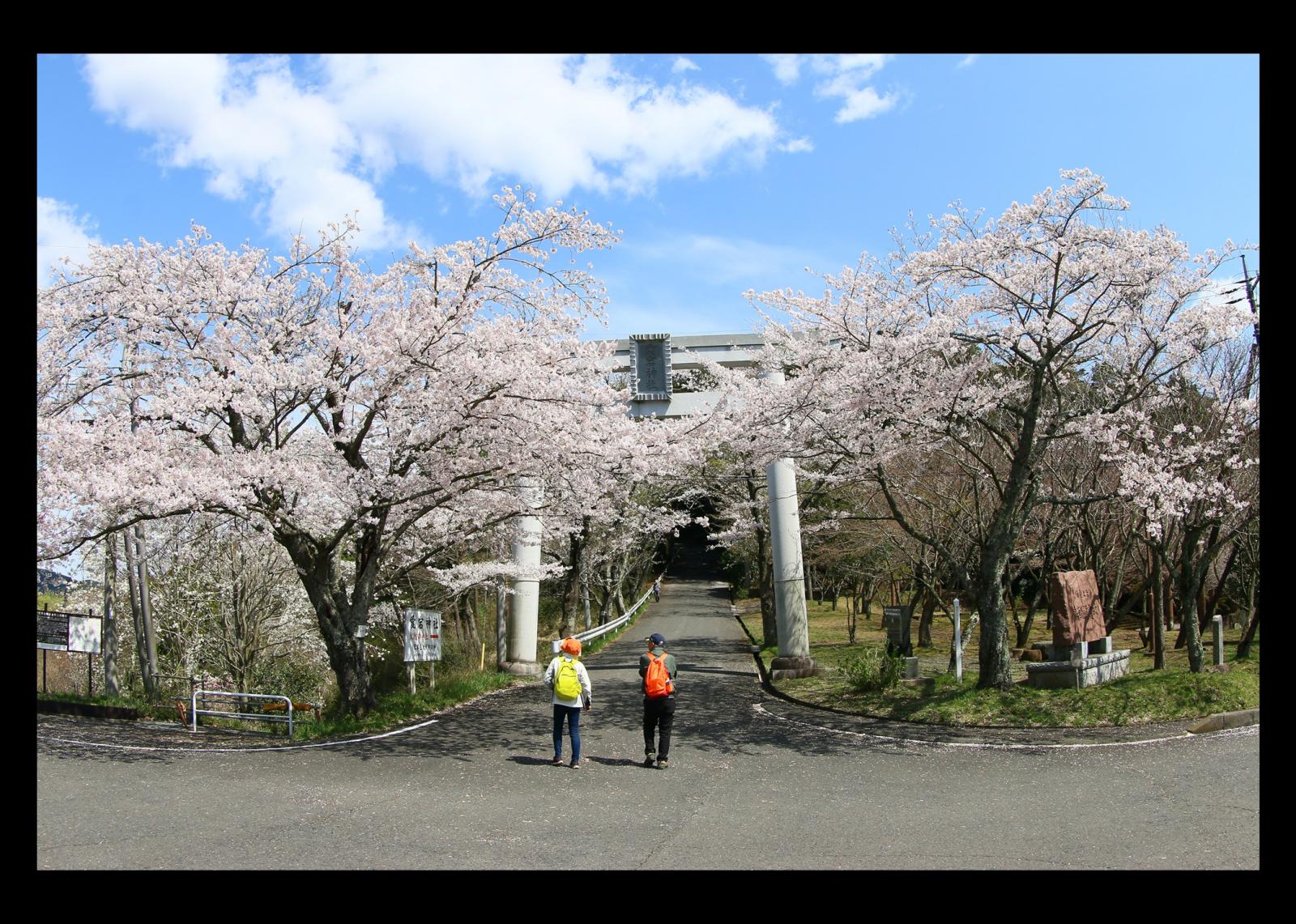桜1