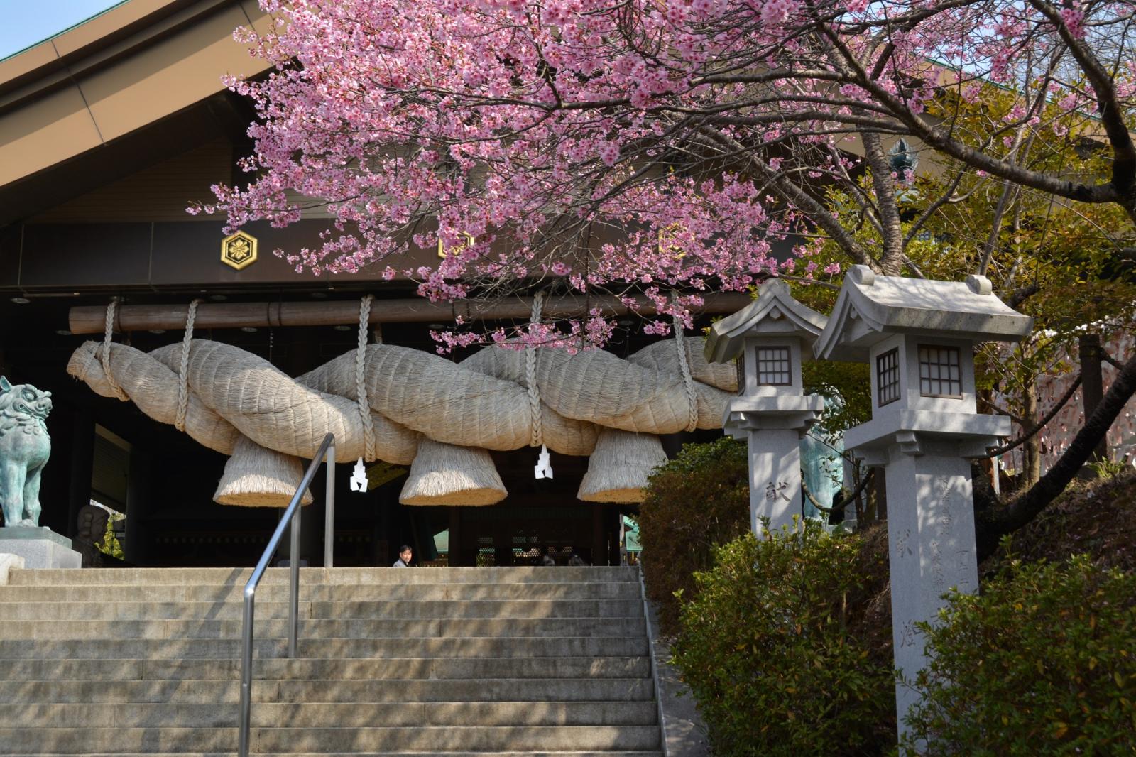 桜2