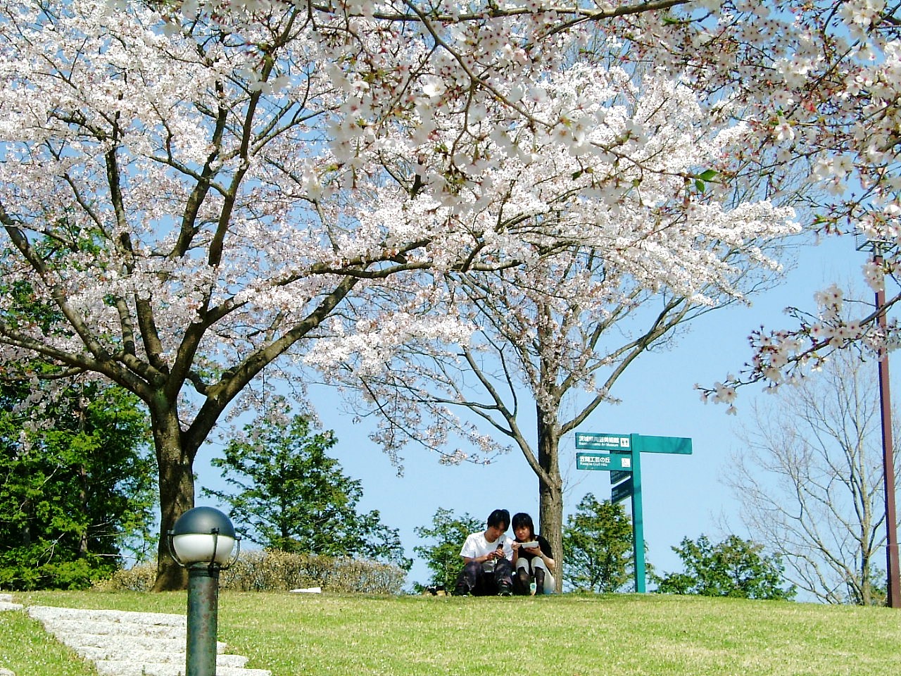 桜3