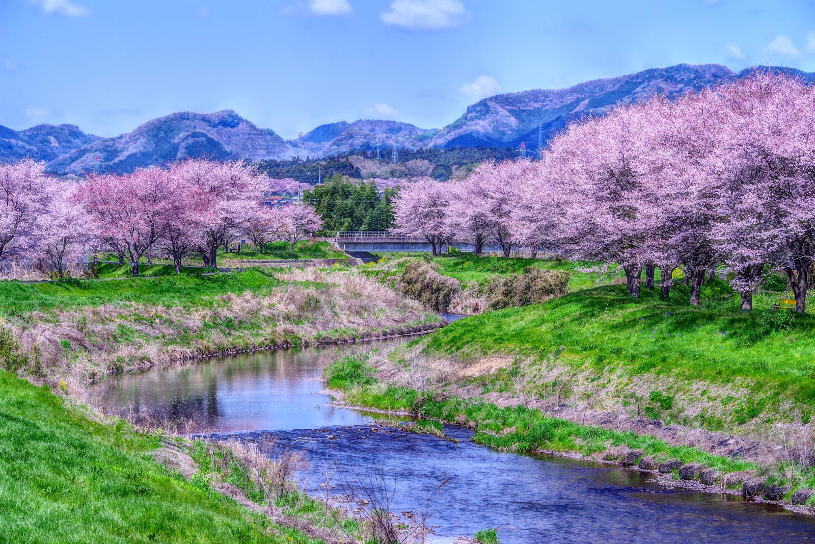 駅南桜