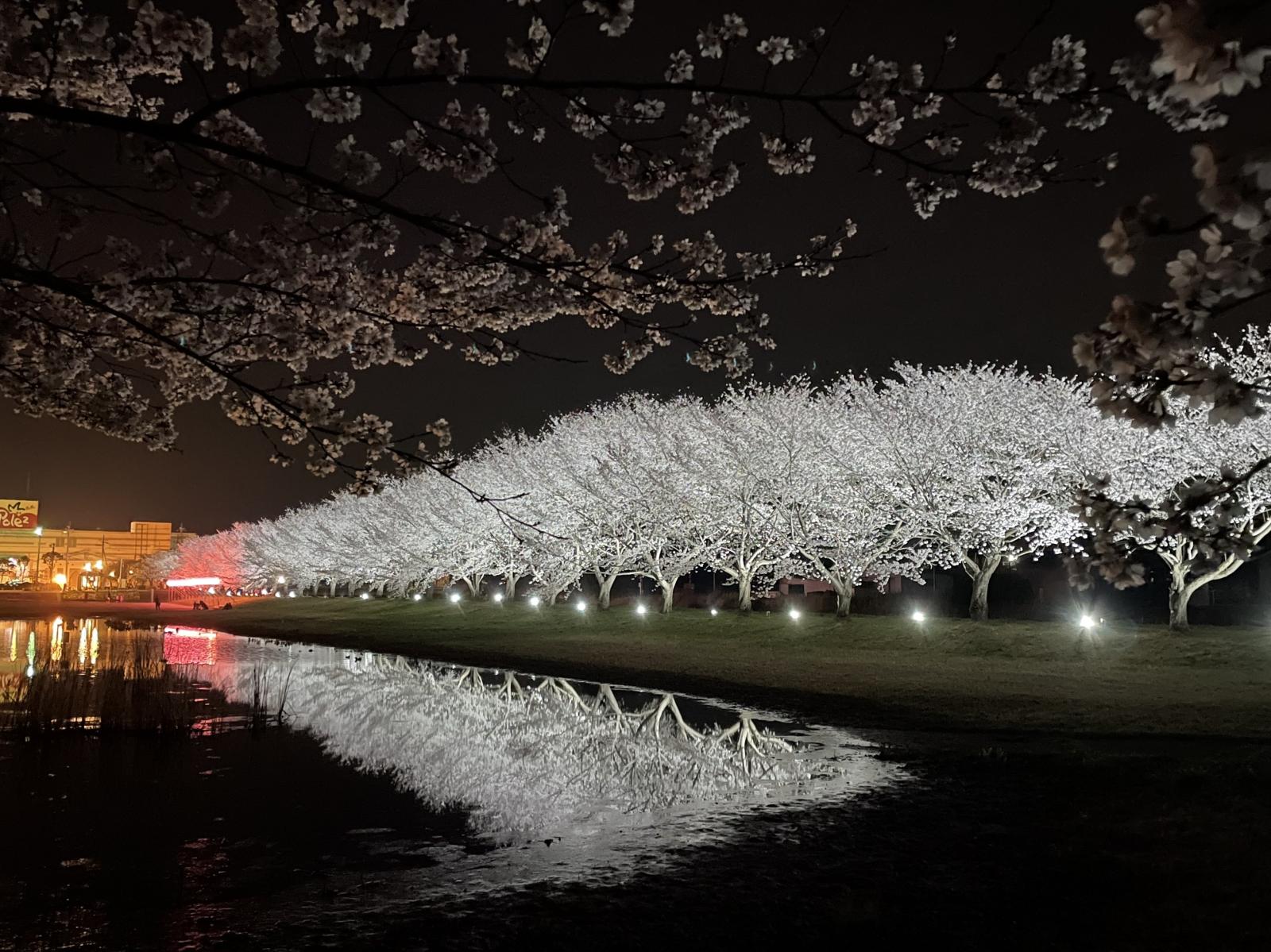 夜桜